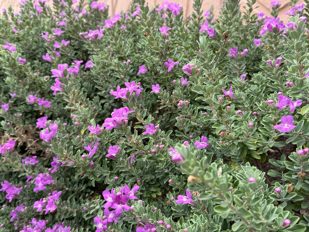 Atlanta Botanical Garden