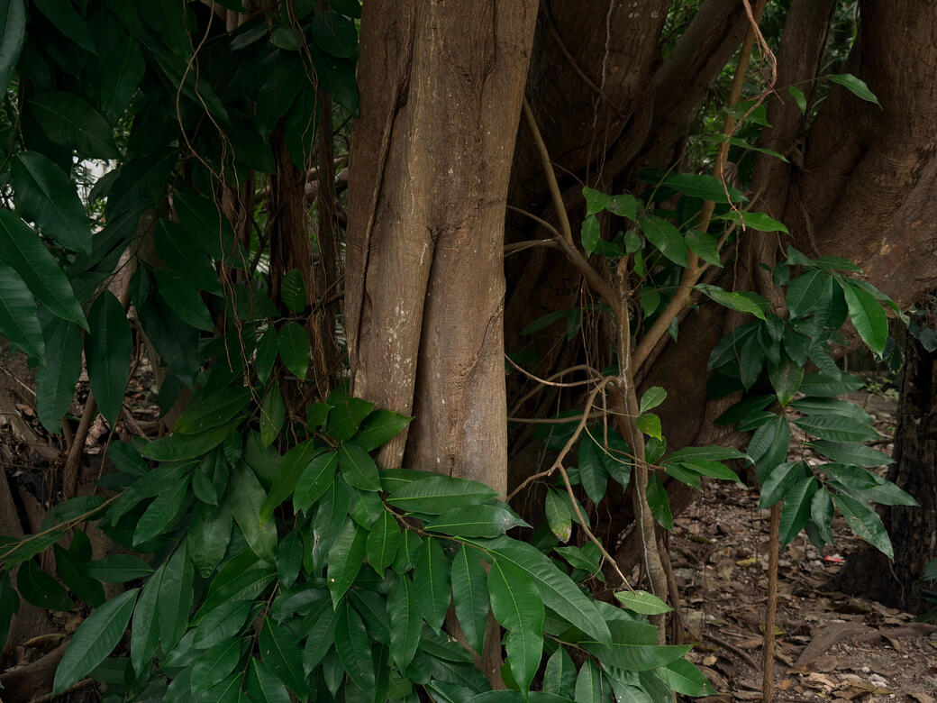 Cabo Garden