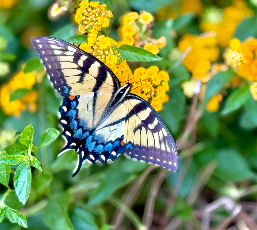 Close butterfly